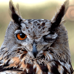 owlstar